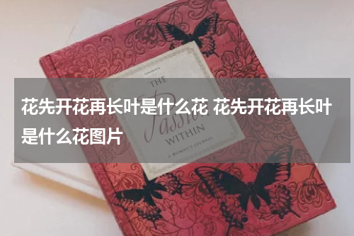 花先开花再长叶是什么花 花先开花再长叶是什么花图片