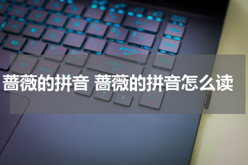 蔷薇的拼音 蔷薇的拼音怎么读