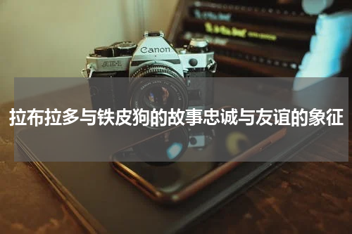 拉布拉多与铁皮狗的故事忠诚与友谊的象征