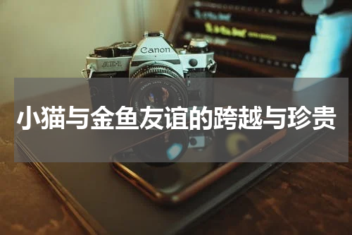 小猫与金鱼友谊的跨越与珍贵