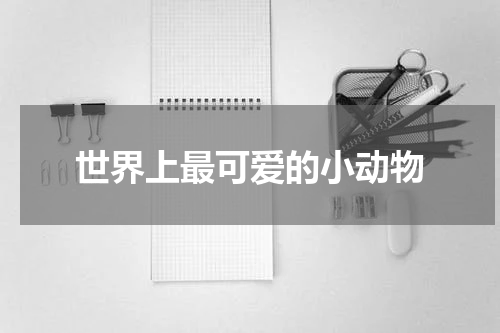 世界上最可爱的小动物